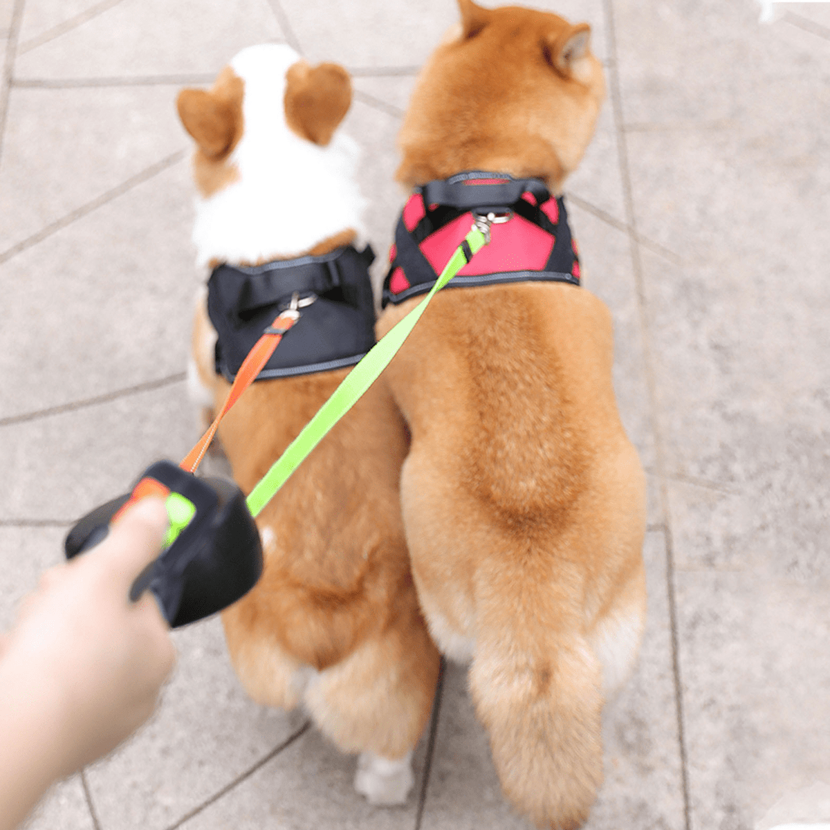 DOBBELTPOTE dobbelt hundesnor – billede 3