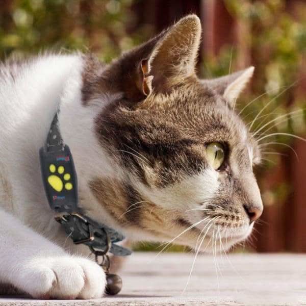 Gps-tracker til katte med sporing i realtid – billede 4